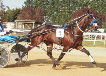 Bits and Bridles-Don’t Stop Dreaming sold!!