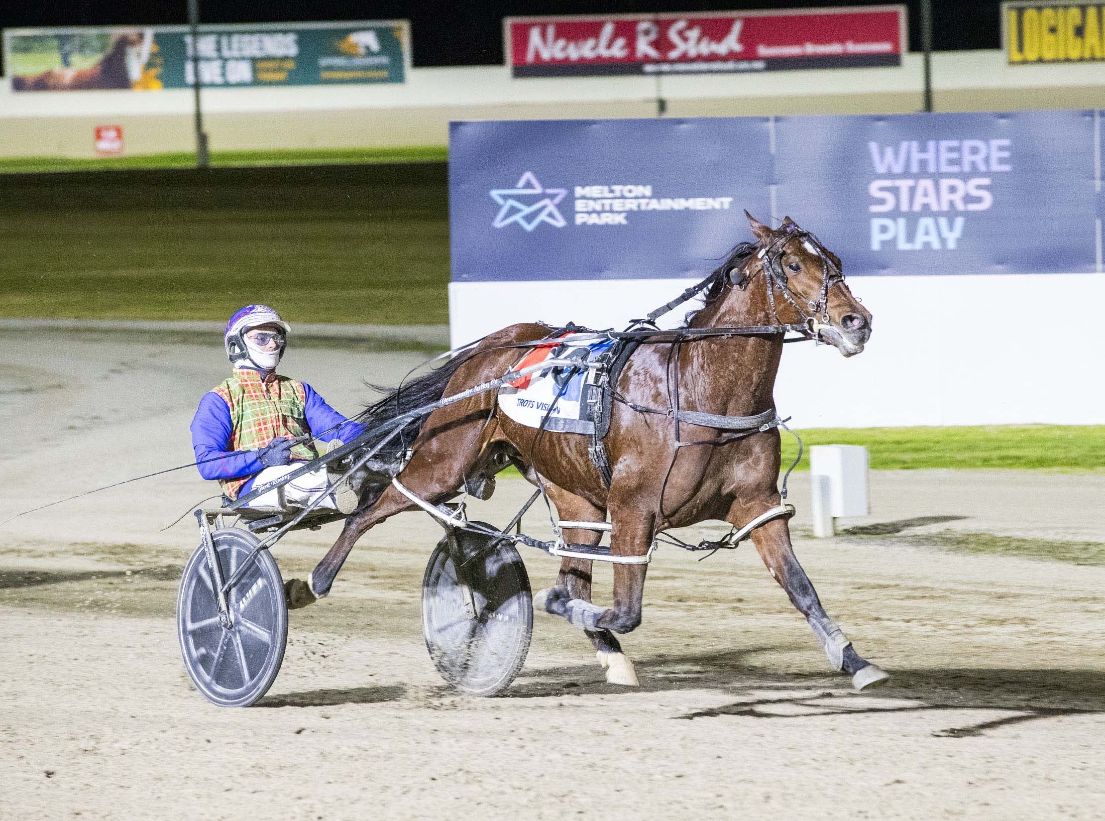 Blue blooded winners galore for Llowalong Farms 1