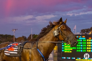 Minstrel (Photo by Pace Pix)