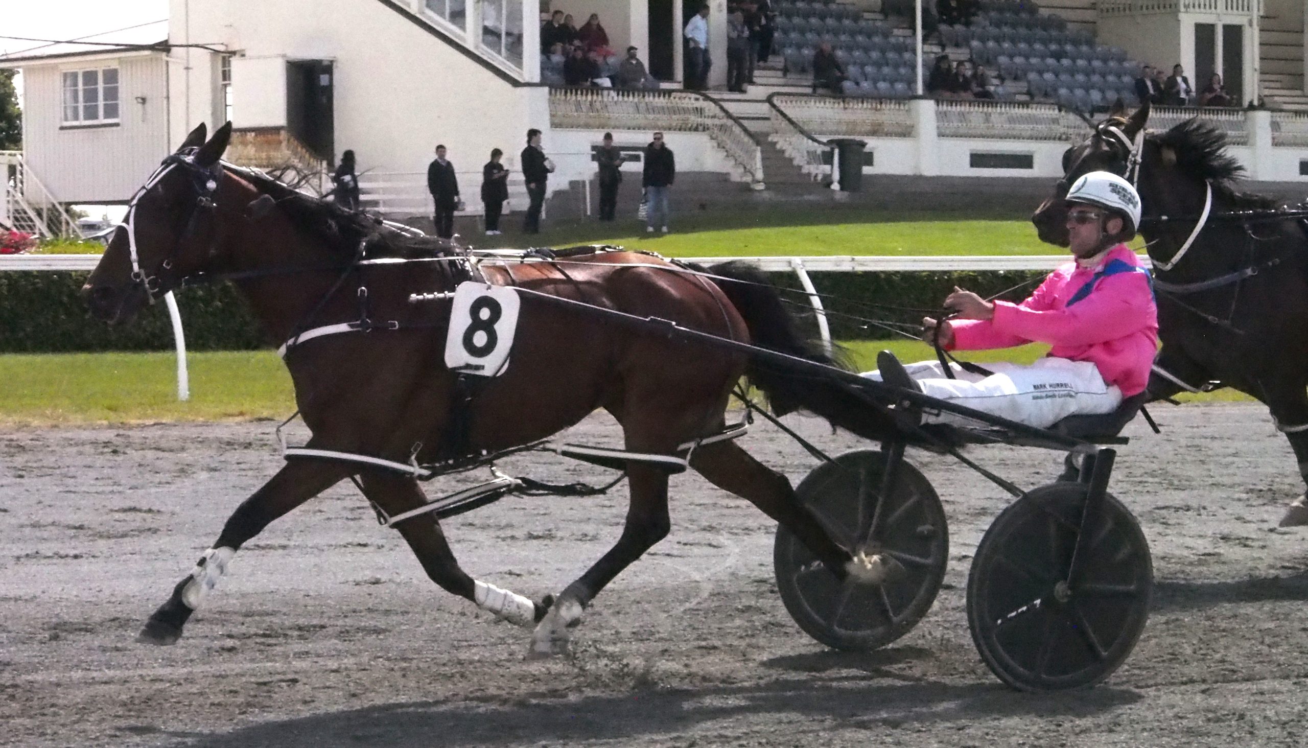 Ascot Park undercard 1 Nek Delight winning at Ascot park