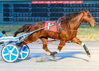 Primo Maschio made easy work of his competition in the second round of the DSBF harness racing series (Quenton Egan Photography)