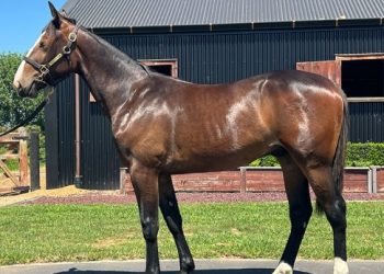 Pacemakers Ecurie K colt