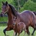 2026 Ohio Standardbred Stallion Directory cover photo winner 4 2026 Ohio Standardbred Stallion Directory cover photo winner
