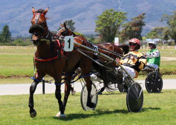 Murray Pash-ionate about harness racing