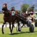 Murray Pash-ionate about harness racing