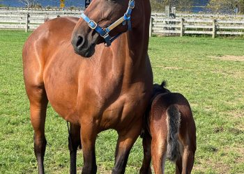The Huntsville - Virginontherocks - colt with his mother