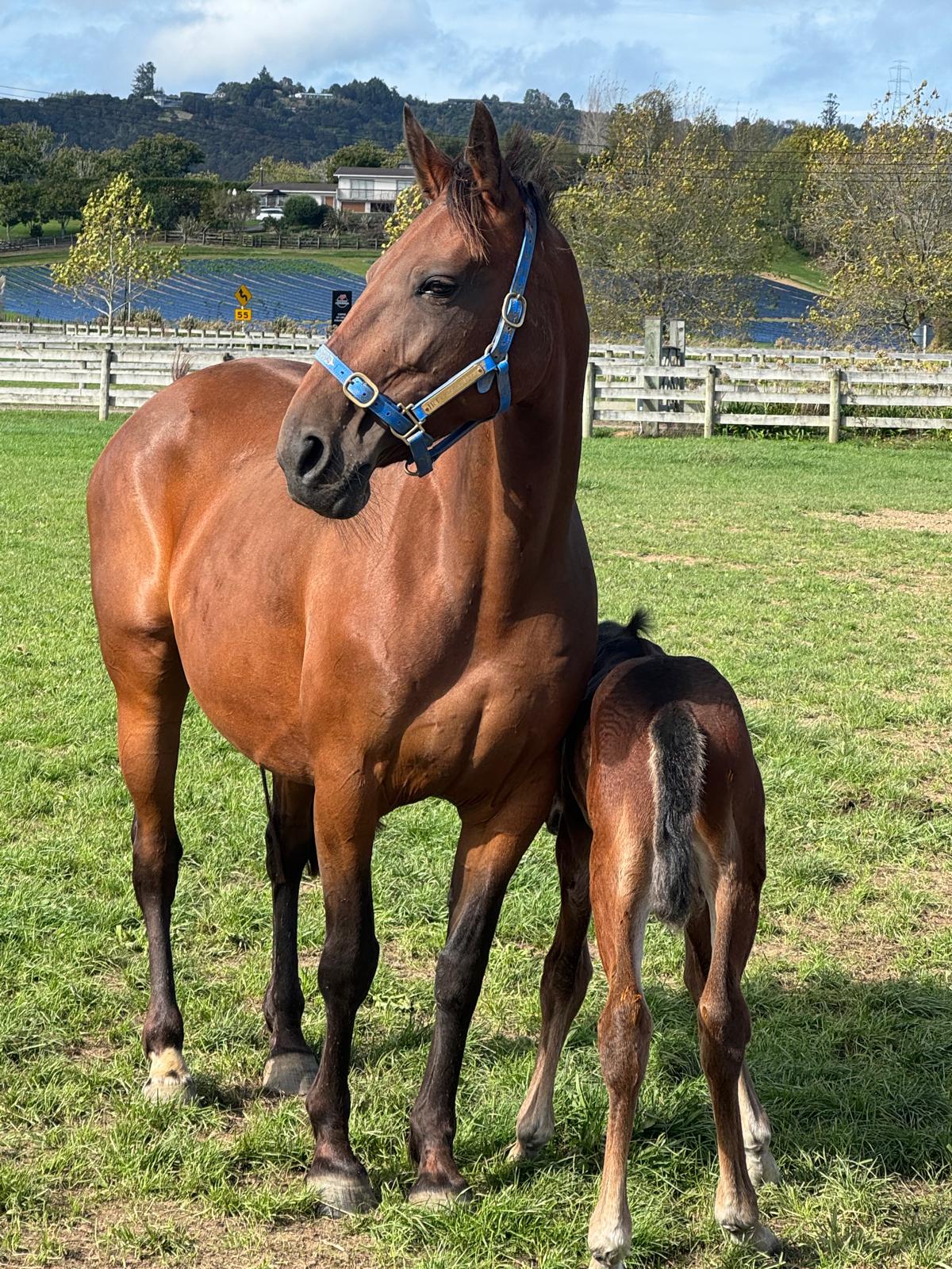 Blueblood colts confirmed for Karaka 1 The Huntsville - Virginontherocks - colt with his mother