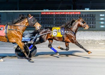 Yale took top honors in the DSBF series championship for 3-year-old male trotters