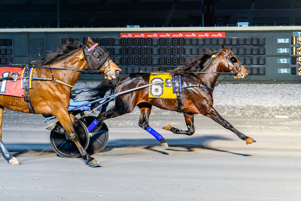 Yale took top honors in the DSBF series championship for 3-year-old male trotters