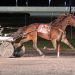 Antognoni S crushes $250,000 Trotting final 2