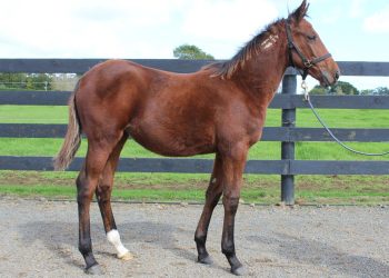 Yearling catalogue updates after sibling group wins