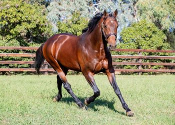 First season sires making their mark in 2025