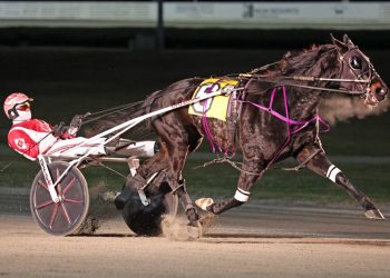 Sir Pinocchio Stays Perfect in MGM Grand Prix Trotting Series Leg 3