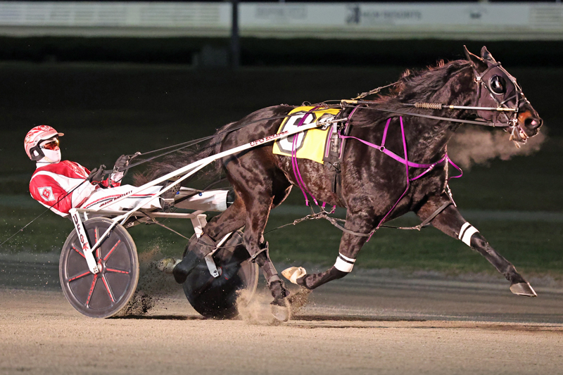 Sir Pinocchio Stays Perfect in MGM Grand Prix Trotting Series Leg 3