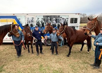 Standardbred Survivors Proudly Join Mounted Patrol