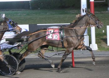 Pinny Tiger A (Lisa Photo)