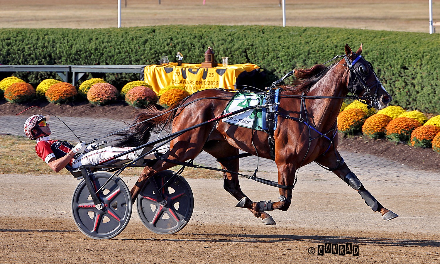 Odds On Chesapeake named Ohio 3YO Pacing Filly of the Year 1 Odds On Chesapeake