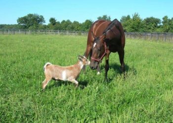 Press Release Western Montana