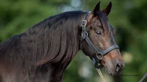 Bettor's Wish in living horse hall of fame