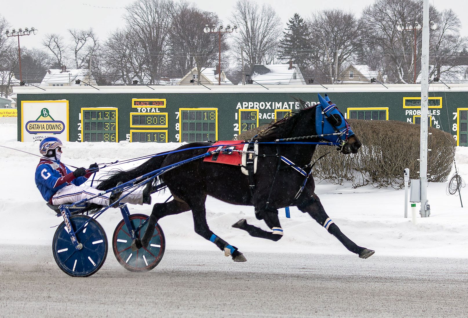 Cold, windy day no match for Crazy Fool at Batavia 1 Crazy Fool (McKenna Dziemian Photo)