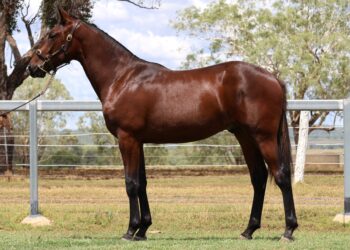 Lot 11 - Consigned By: Ascot Park Standardbreds