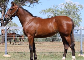 Bruce makes breeding debut at APG Ipswich sale