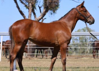 First time vendor looks to make her mark