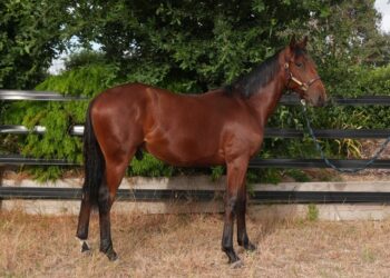 Lot 106, Consigned By: Durham Park