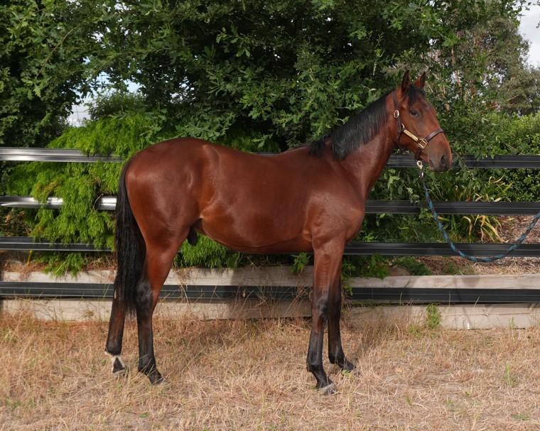 Lot 106, Consigned By: Durham Park by Pebble Beach