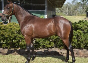 Lot 2 - Sire: Ohoka Punter NZ | Dam: Leander