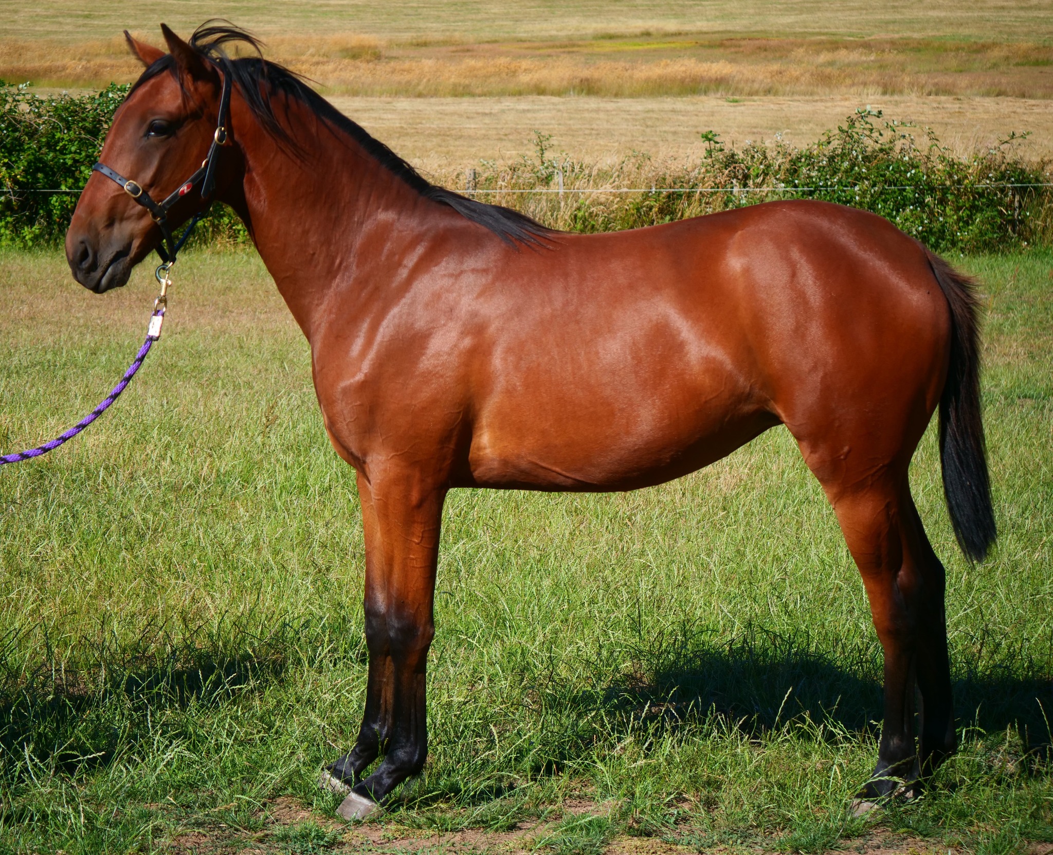 Nutrien Tasmanian Yearling Sale builds momentum 2 Lot 36 (Campbell's Comments and Tasracing Photos)