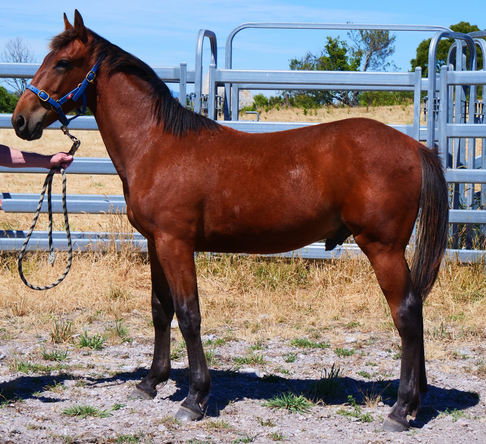 Barooga brand returns to Tassie Sale with two well related Yearlings 2 Lot 7