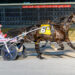 Muskateer Hanover