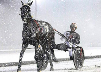 Meadowlands snow (Lisa Photo)