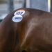 Extra incentives on offer at APG Ipswich Yearling Sale 2 Ipswich