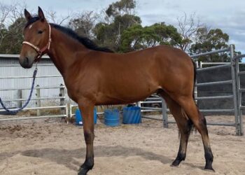 The Storm Inside-Karalta Crown gelding