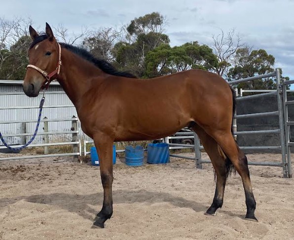 The Storm Inside-Karalta Crown gelding