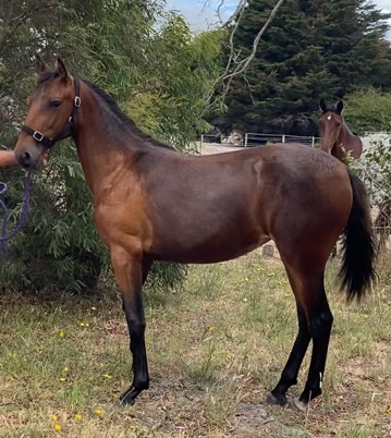 Follow The Stars-Carthitic filly