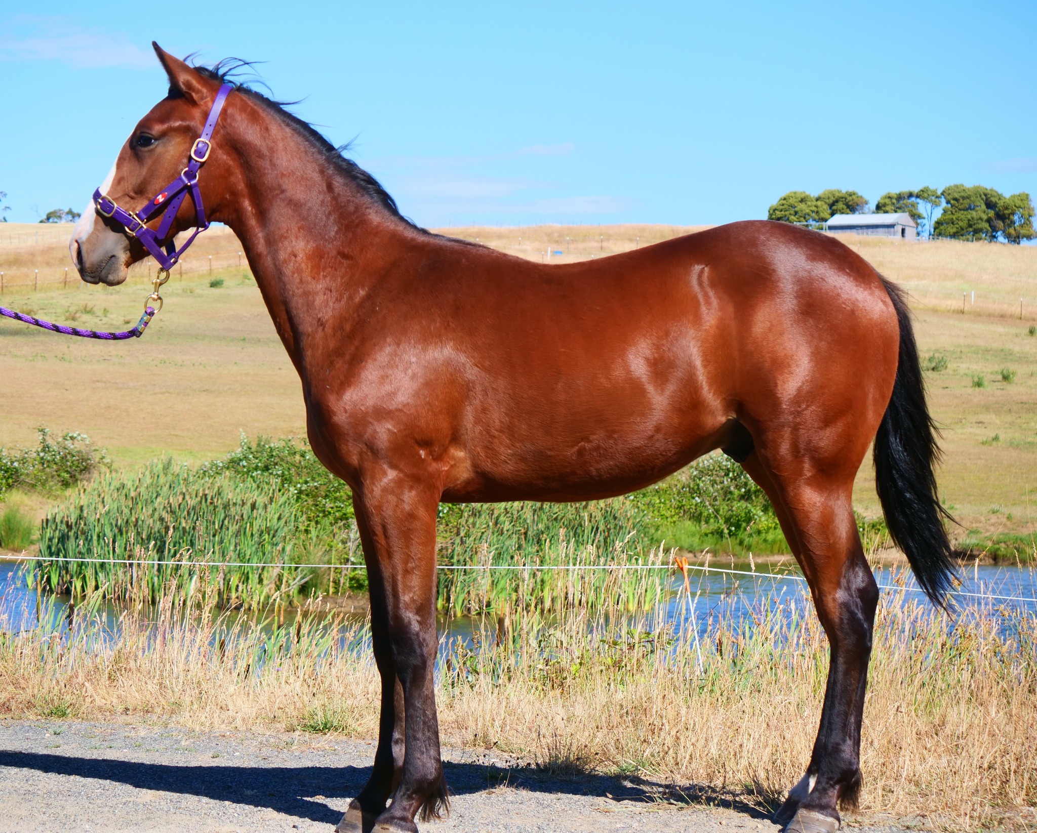 Nutrien Tasmanian Yearling Sale builds momentum 1 Lot 36