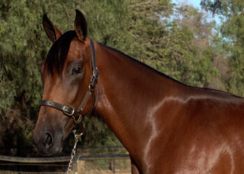 February 2007 was a memorable month for Bruce and Peter 