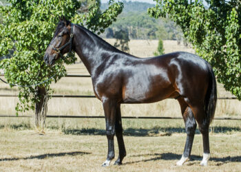 Soho Lanikai from the Art Major mare Amity’s Girl