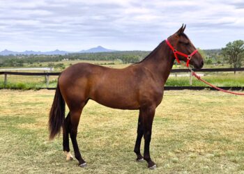 Lot 18 - Sire: Dancin Lou USA | Dam: Robs Sheila NZ
