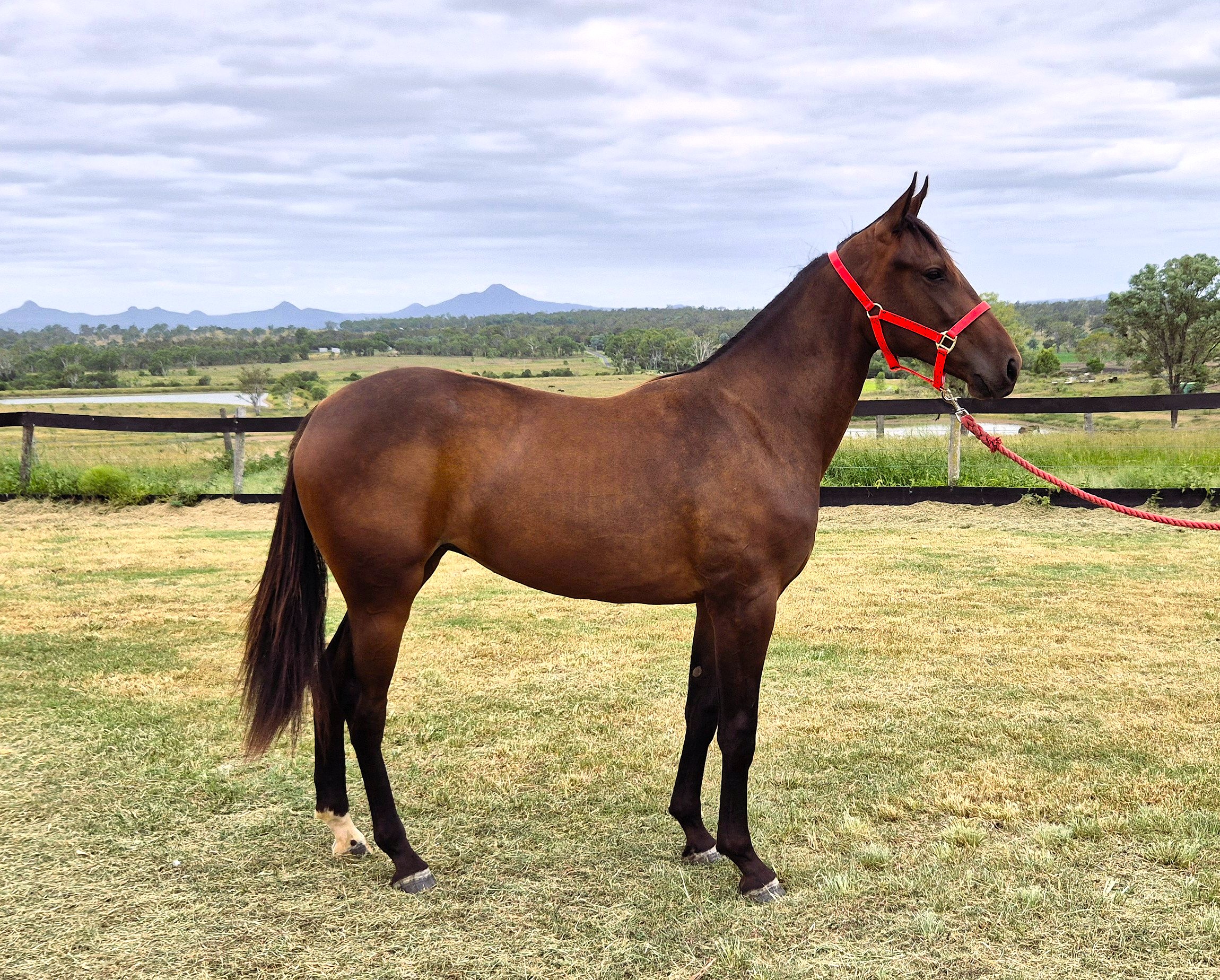 Rob Essex knows that ‘Wyning’ way! 1 Lot 18 - Sire: Dancin Lou USA | Dam: Robs Sheila NZ