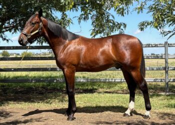 Trotters Add Depth to APG Queensland Sale