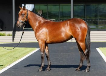 Current star pedigrees on offer at upcoming NZ Yearling Sale