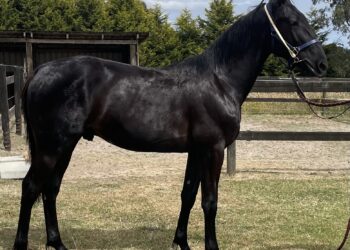 Lot 1 Captaun Crunch - Arakbell