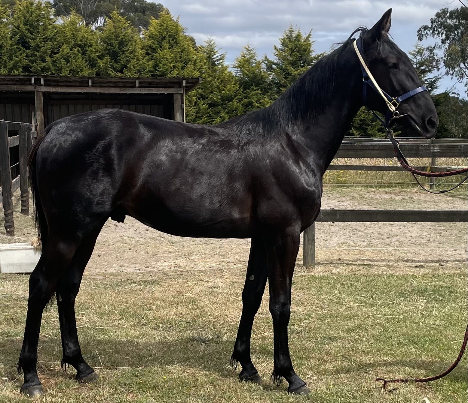 Lot 1 Captaun Crunch - Arakbell