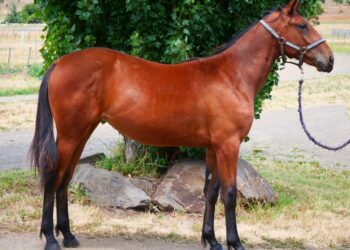 Former champion golfer swaps fairways for fillies