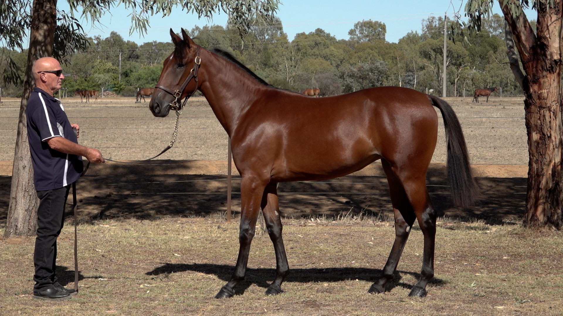 Lot 144 - Tall Dark Stranger (US) x Tell Me Tales