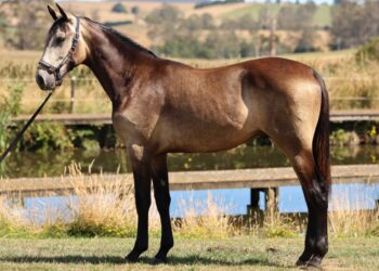 Lot 169 - Sire: Lennytheshark | Dam: Celtic Cat